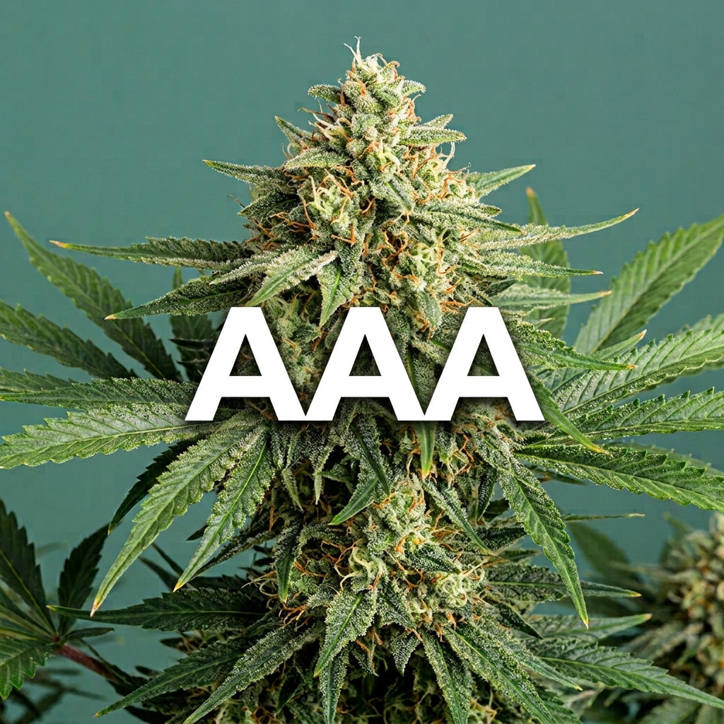 AAA