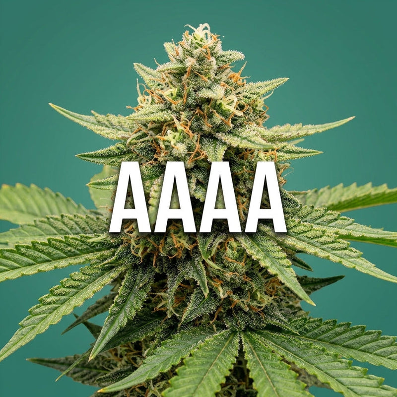 AAAA