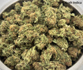 AA - Pink Kush Indica