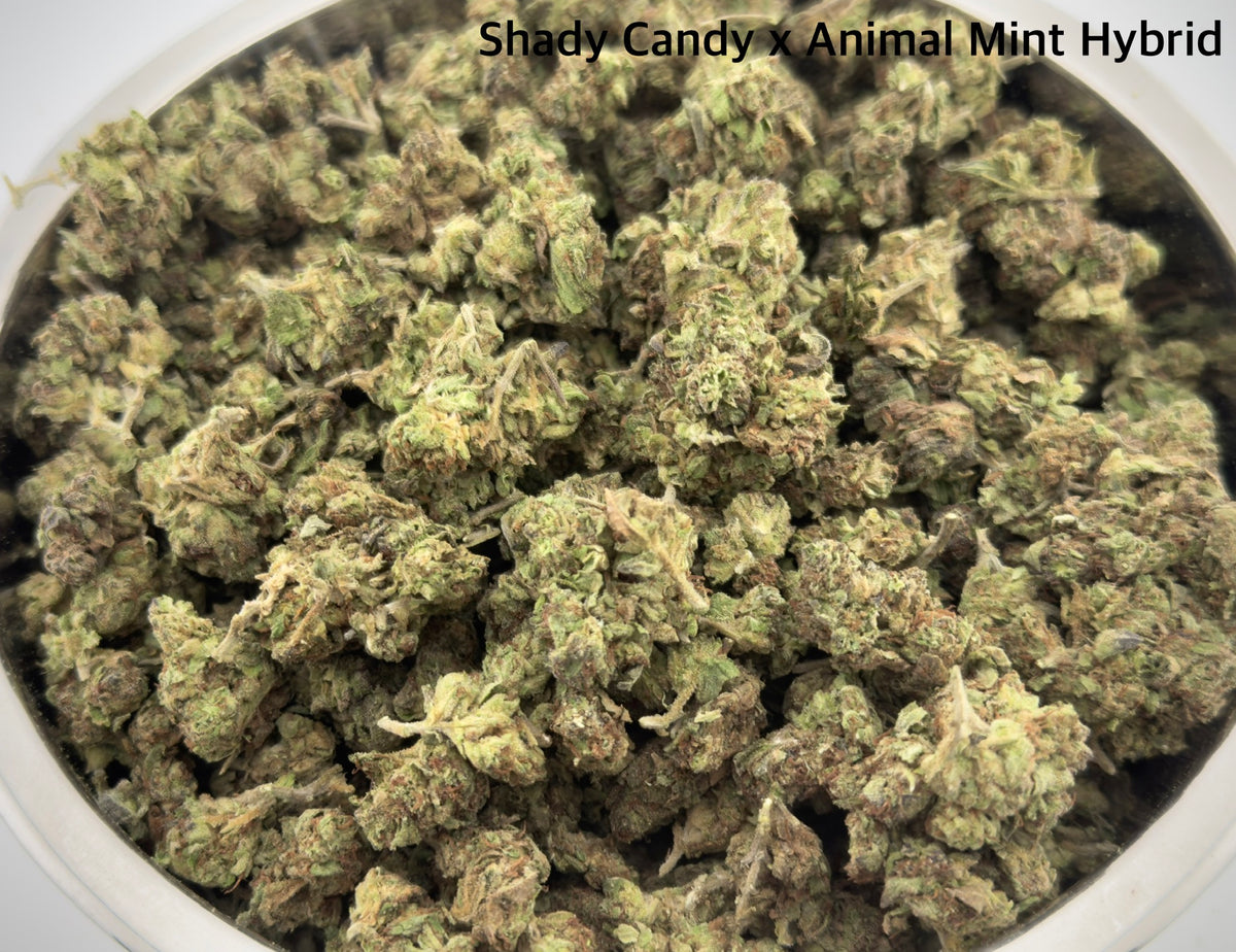 AA - Shady Candy X Animal mint Indica